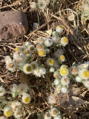 Helichrysum argyrosphaerum