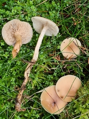 Clitocybe agrestis