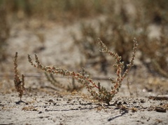Atriplex minuscula