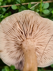 Clitocybe agrestis