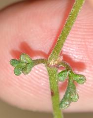Pelargonium senecioides