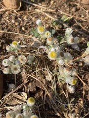 Helichrysum argyrosphaerum