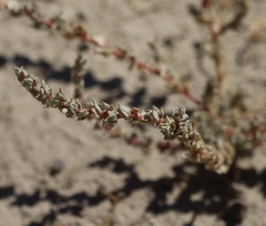 Atriplex minuscula