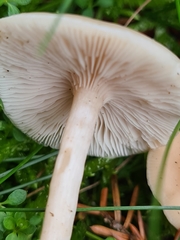 Clitocybe agrestis
