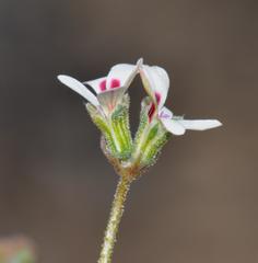 Pelargonium senecioides