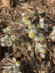 Helichrysum argyrosphaerum