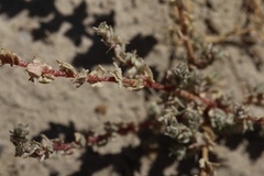 Atriplex minuscula