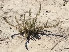 Atriplex minuscula