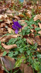 Viola aethnensis