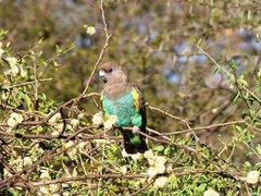 Poicephalus meyeri damarensis