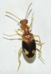 Stricticomus tobias