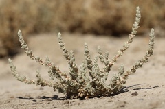 Atriplex minuscula