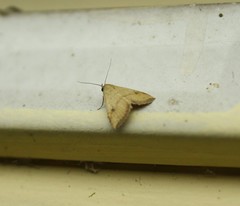 Rivula sericealis