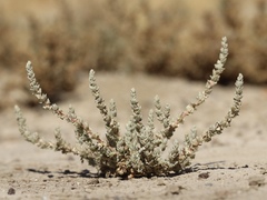 Atriplex minuscula