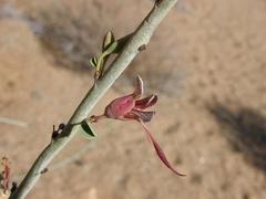 Adenolobus garipensis