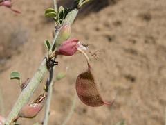 Adenolobus garipensis