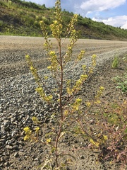 Rorippa barbareifolia