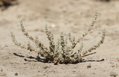 Atriplex minuscula