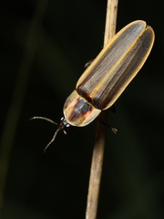 Pyractomena borealis