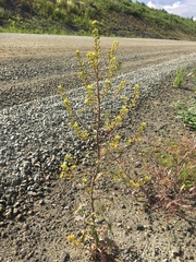 Rorippa barbareifolia