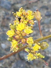 Rorippa barbareifolia