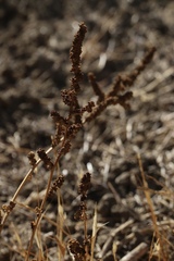 Extriplex joaquinana