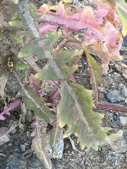 Rorippa barbareifolia