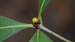 Andricus mamillaformis