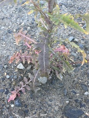 Rorippa barbareifolia