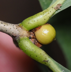 Andricus mamillaformis