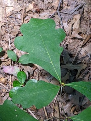 Andricus mamillaformis