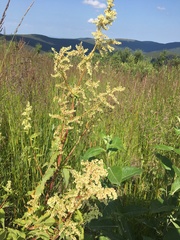 Koenigia alaskana