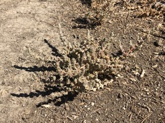Atriplex minuscula