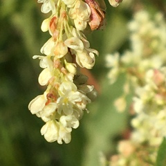 Koenigia alaskana