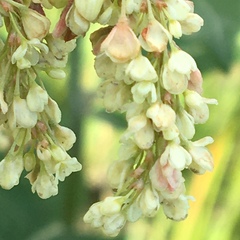 Koenigia alaskana