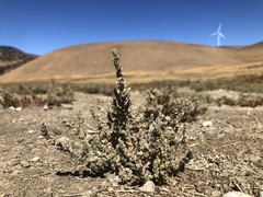 Atriplex minuscula