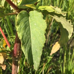 Koenigia alaskana