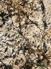 Spergularia macrotheca longistyla