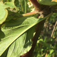 Koenigia alaskana