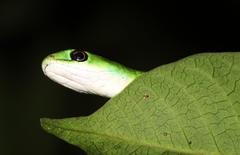 Philothamnus hoplogaster