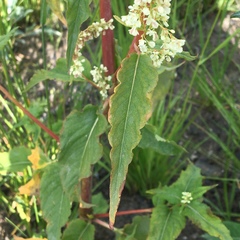 Koenigia alaskana