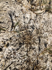 Spergularia macrotheca longistyla