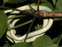 Philothamnus hoplogaster