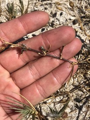 Spergularia macrotheca longistyla