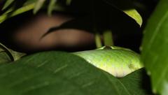 Philothamnus hoplogaster