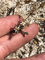 Spergularia macrotheca longistyla