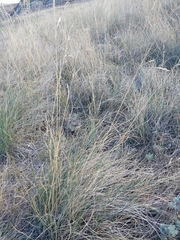 Festuca hallii