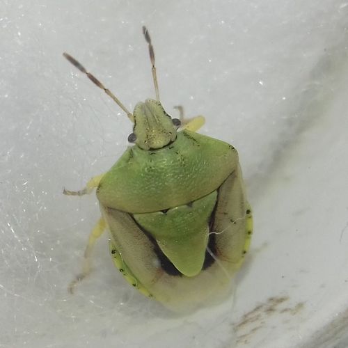 Representative image of Antheminia lunulata