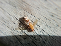 Salticidae