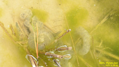 Hynobius quelpaertensis